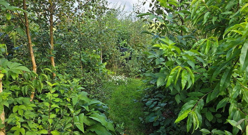 Visite guidée du jardin-forêt